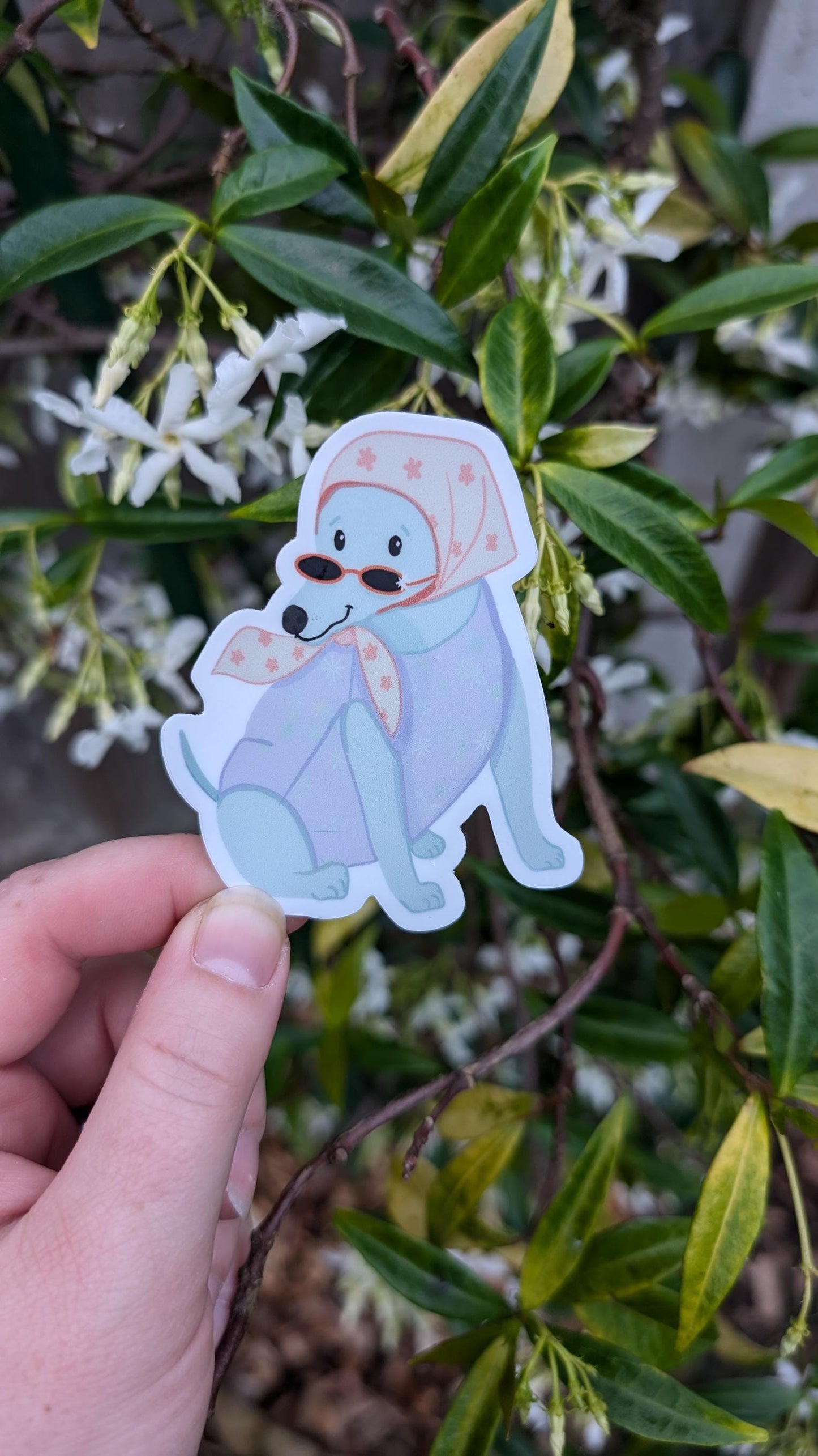 Sassy Chihuahua Vinyl Sticker: Headscarf & Sunglasses
